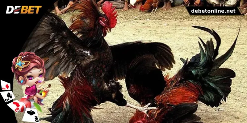 Chia sẻ kinh nghiệm đá gà DEBET hiệu quả cho người mới