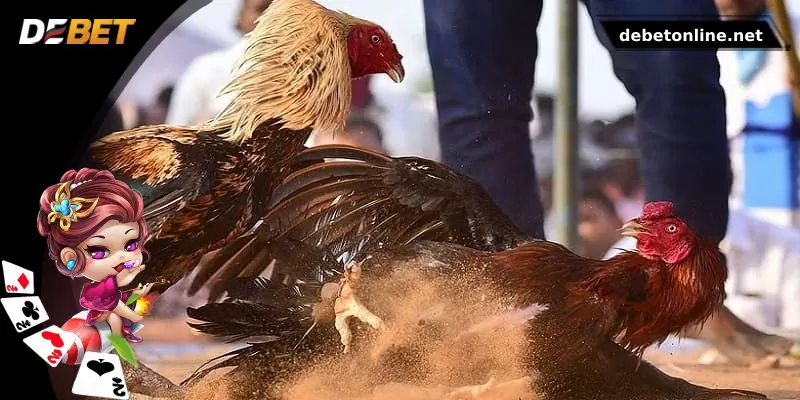 Tổng hợp những hình thức đá gà DEBET nổi bật nhất